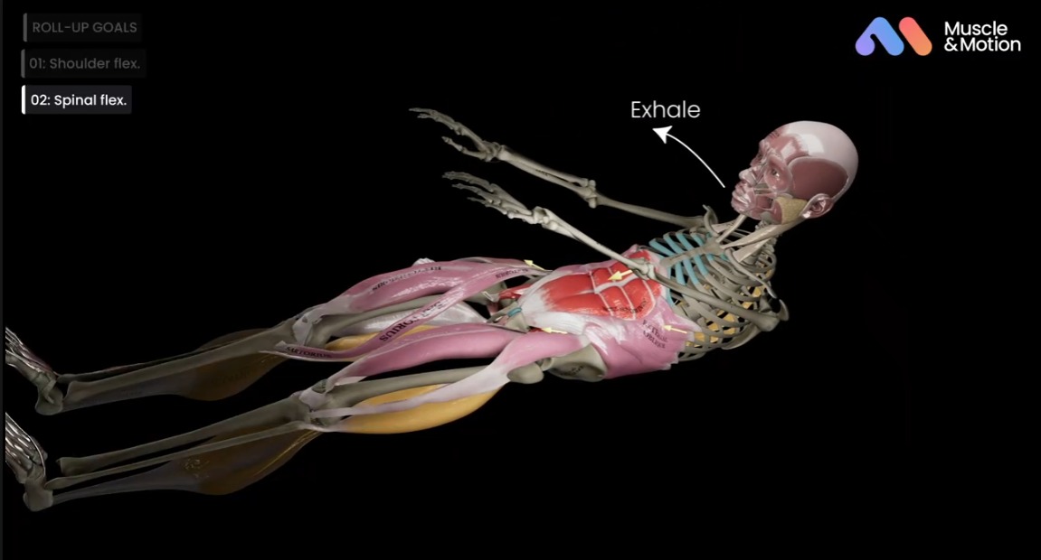 הדמיה תלת ממדית מתוך הסרטון של Muscle and Motion: השלד והשרירים הפעילים בשלב כפיפת עמוד השדרה בתרגיל ה-Roll Up